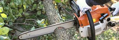 tree trimming services picture harare